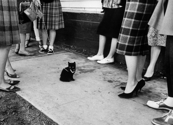 Najlepsze koty w ​​historii sztuki 150304 Black Cats 07 1024x744