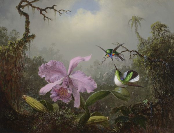 Najdroższe Dzieła Sztuki. Rekordy Aukcyjne 2023-2024 Tt Jan 24 Martin Johnson Heade Cattleya Orchid With Two Brazilian Hummingbirds Copy  aukcja sztuki dawnej
